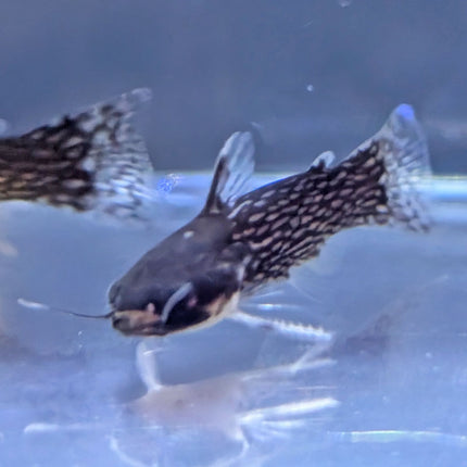 Reticulated Driftwood Catfish