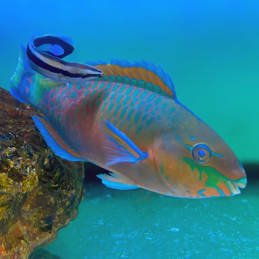 Quoy's Parrotfish
