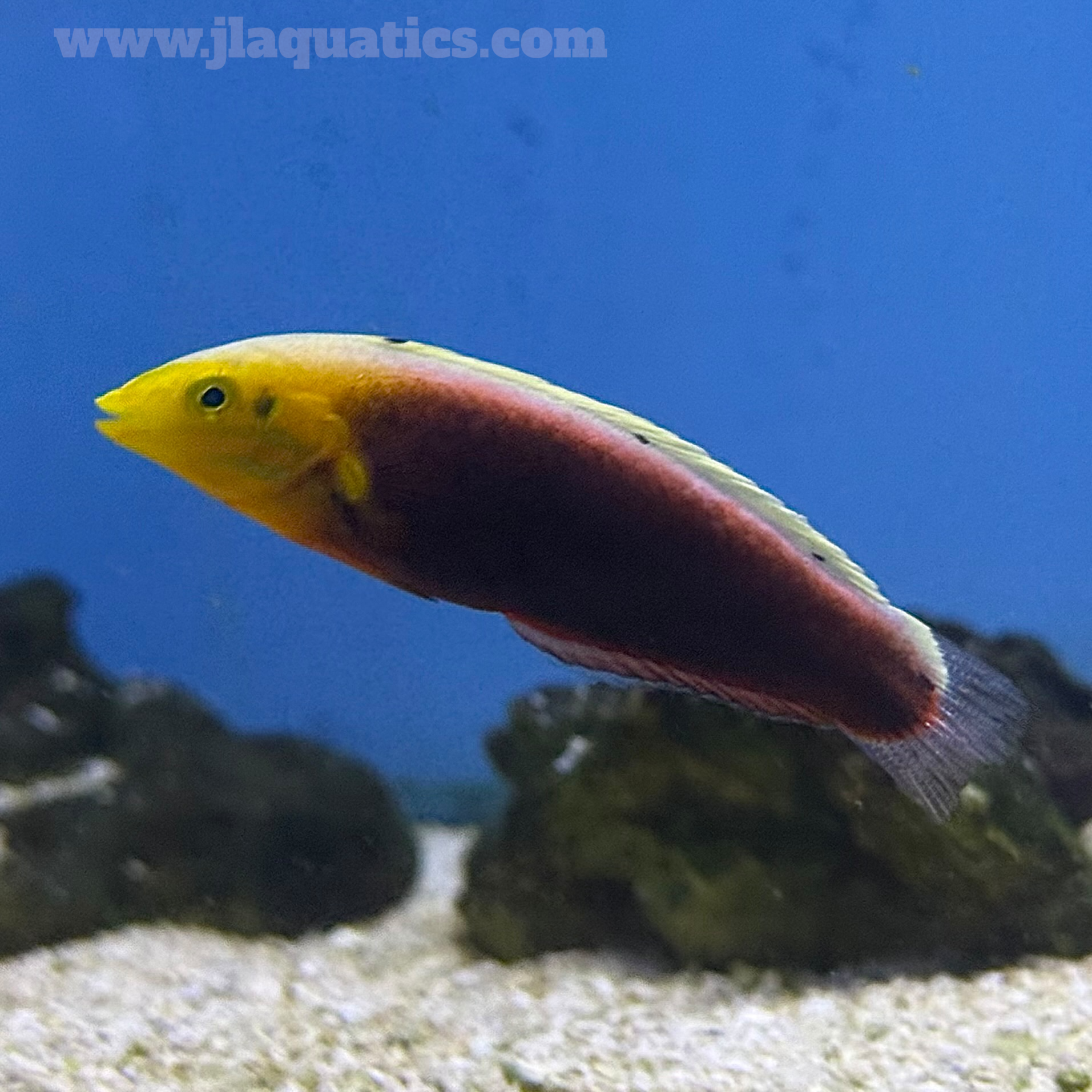 Radiant Wrasse (Indian Ocean)