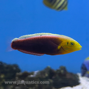 Radiant Wrasse (Indian Ocean)