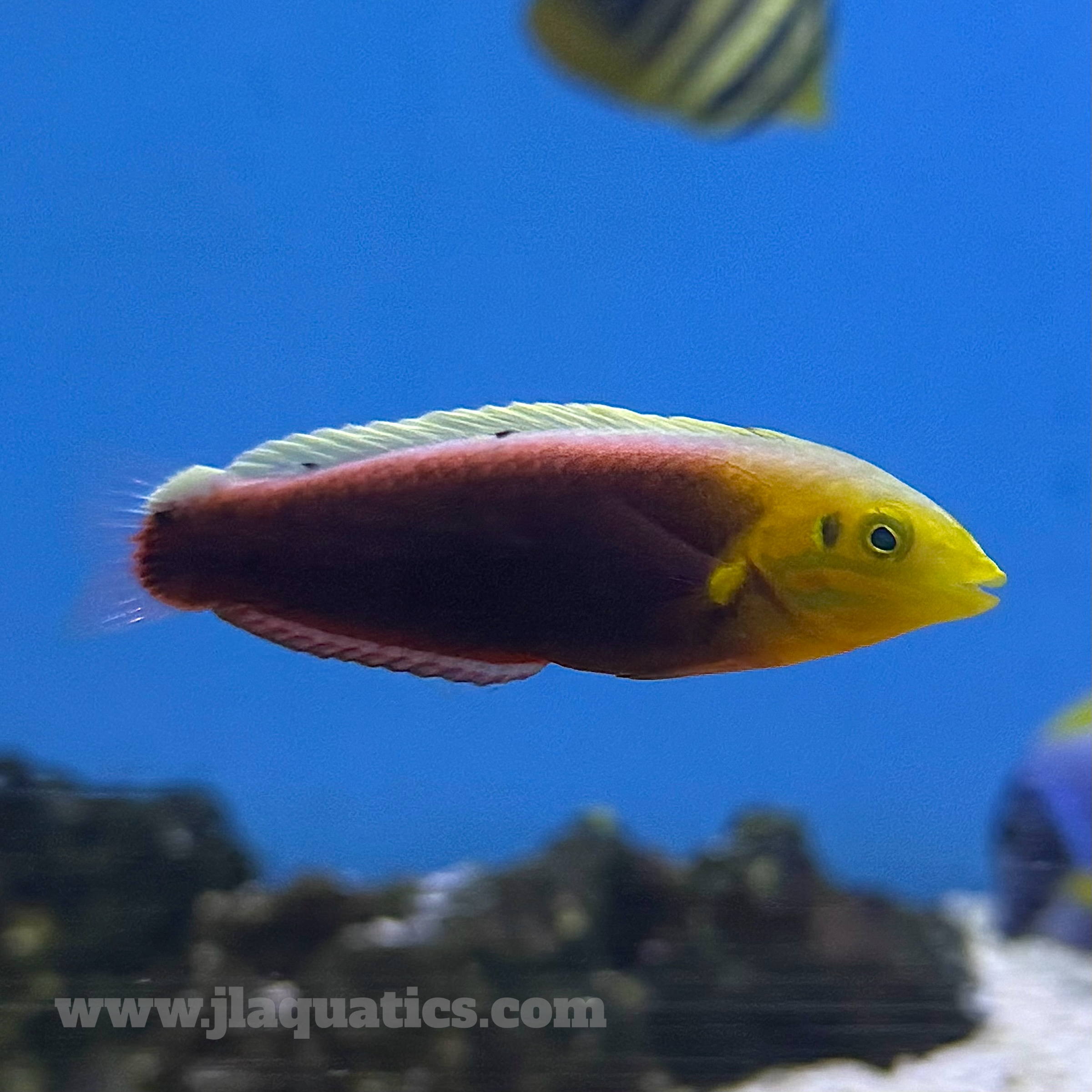 Radiant Wrasse (Indian Ocean)