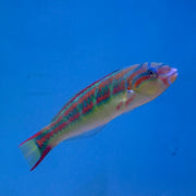 Rainbow Wrasse