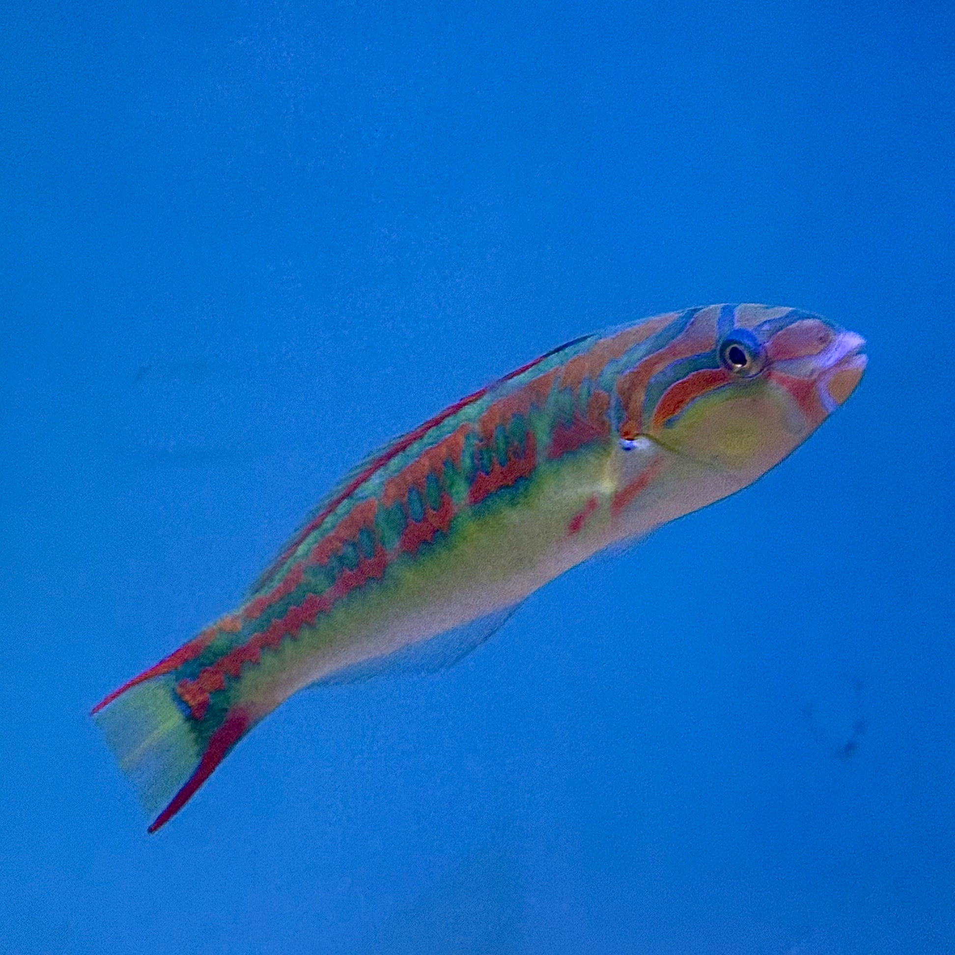 Rainbow Wrasse