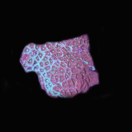 Red/Green War Coral - B50