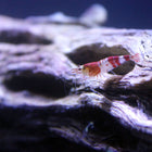 Red Crystal Shrimp