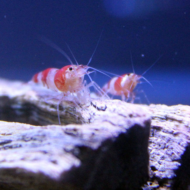 Red Crystal Shrimp