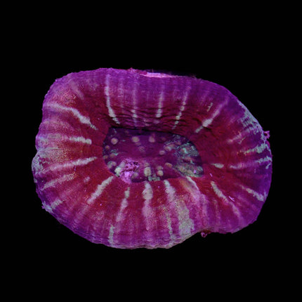 Red/Green Scoly - B3