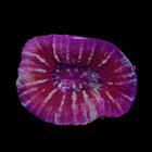 Red/Green Scoly - B3