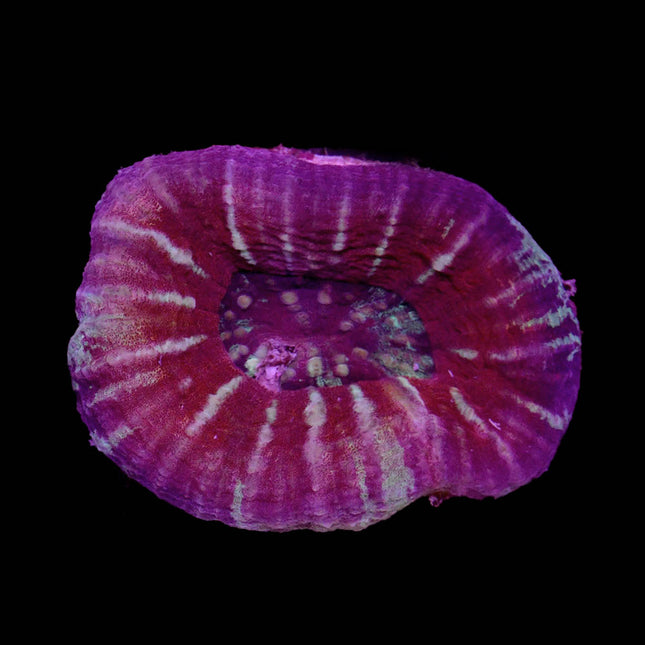 Red/Green Scoly - B3