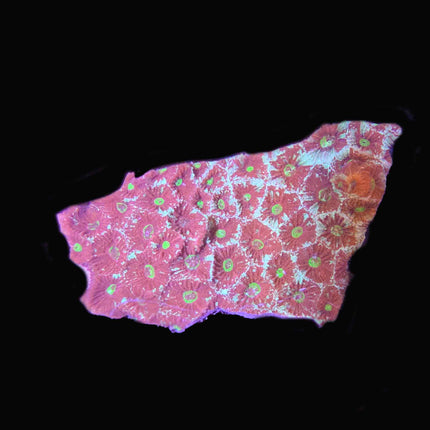 Red/Green War Coral - C59