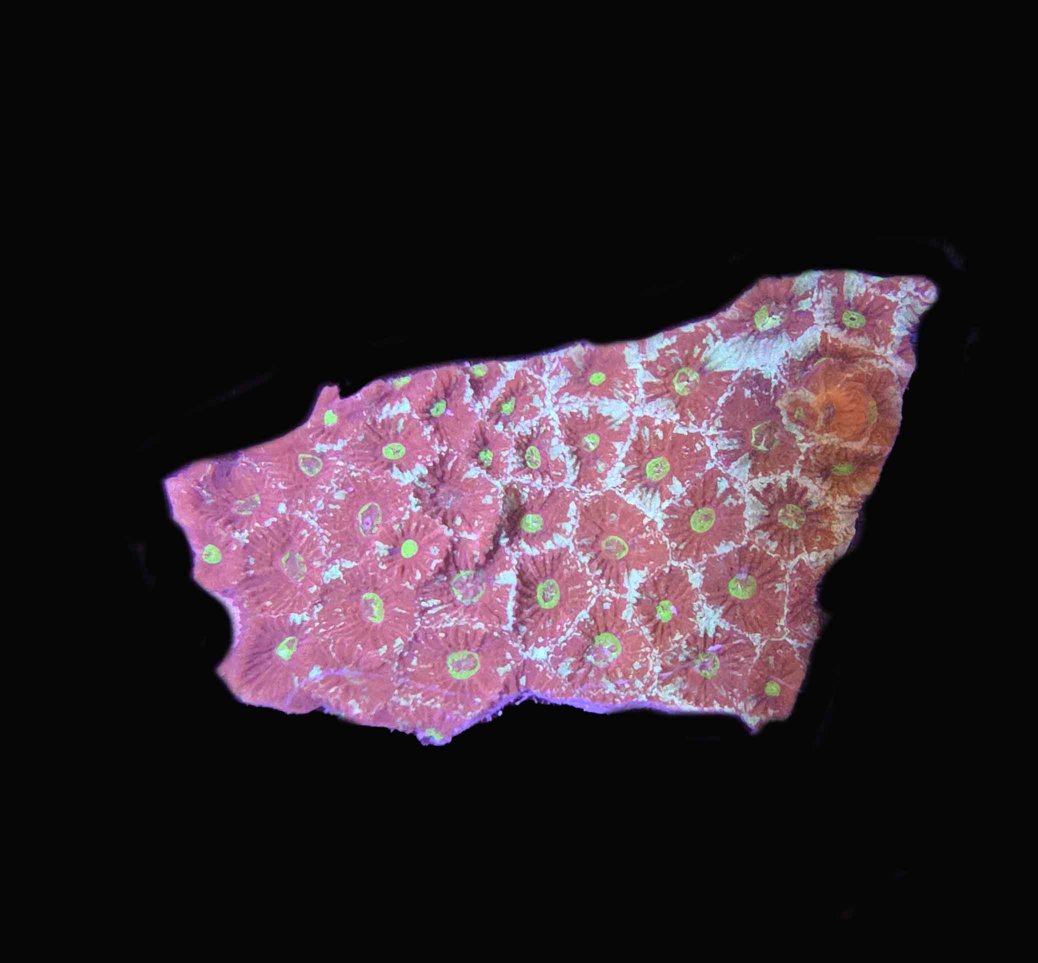 Red/Green War Coral - C59