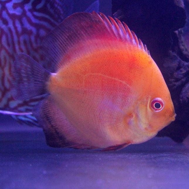 Red Melon Discus