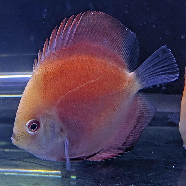 Red Melon Discus