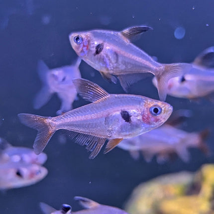 Red Phantom Tetra