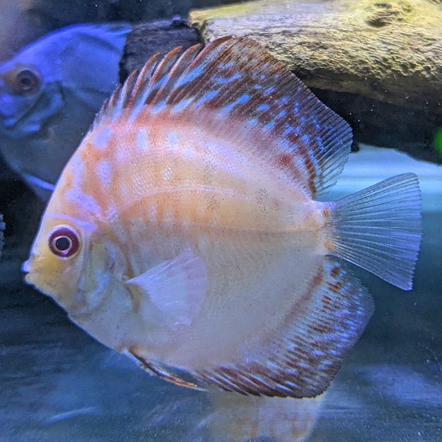 Red Pigeon Checkerboard Discus