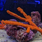 Red Tree Sponge