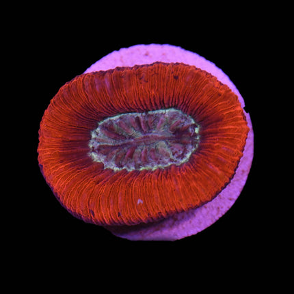 Red Trachy - C73