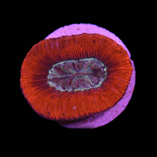 Red Trachy - C73