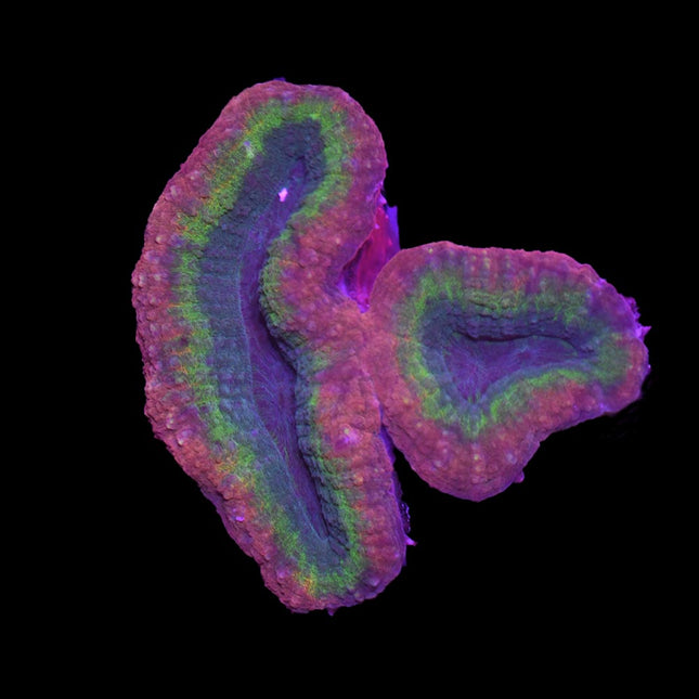 Lobophyllia - Red/Yellow - B6
