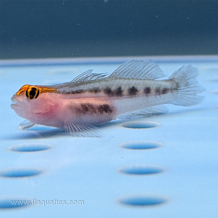 Red Head goby - juvenile tank raised saltwater fish - Elacatinus puncticulatus