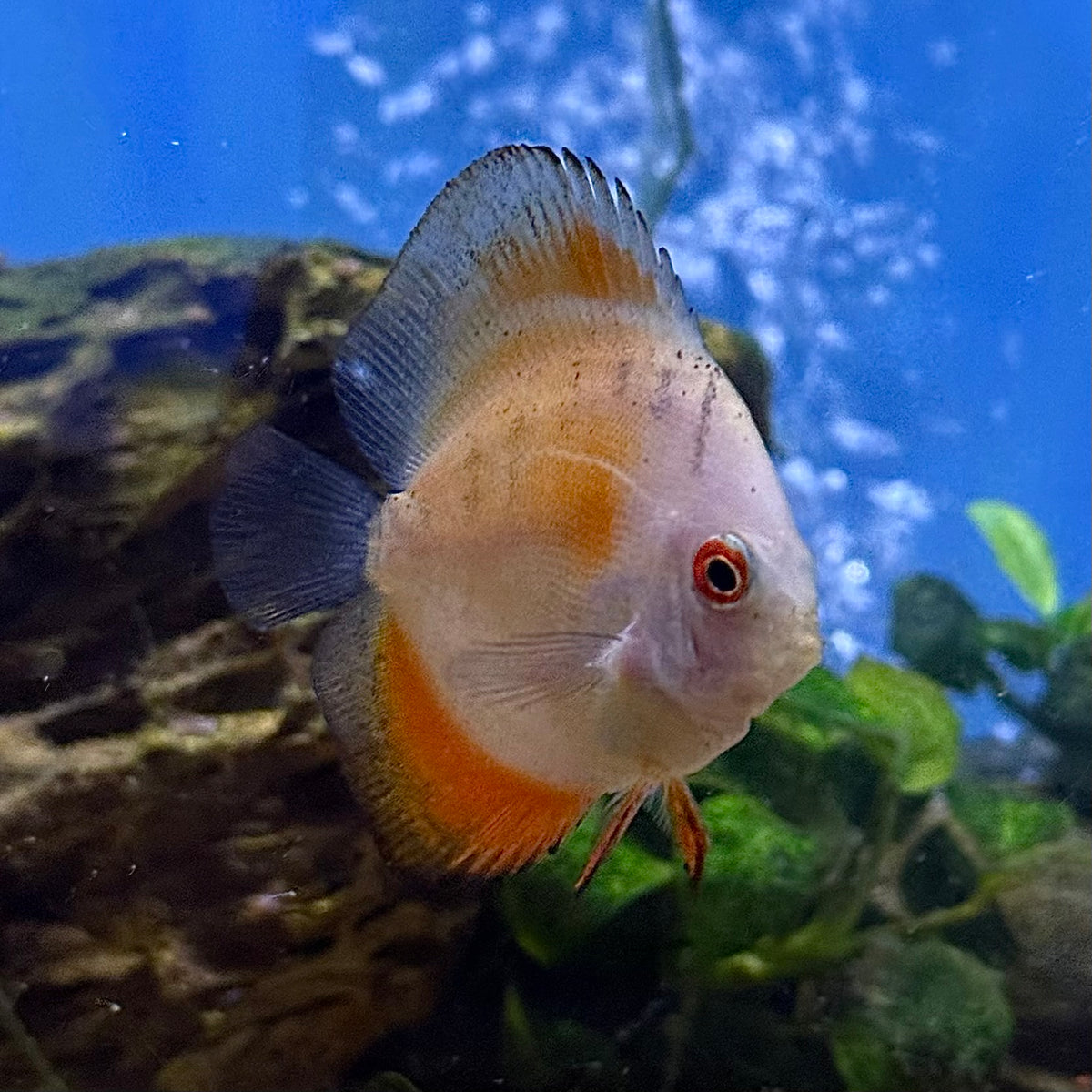 Red Tangerine Discus