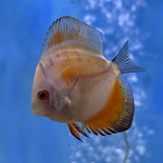 Red Tangerine Discus