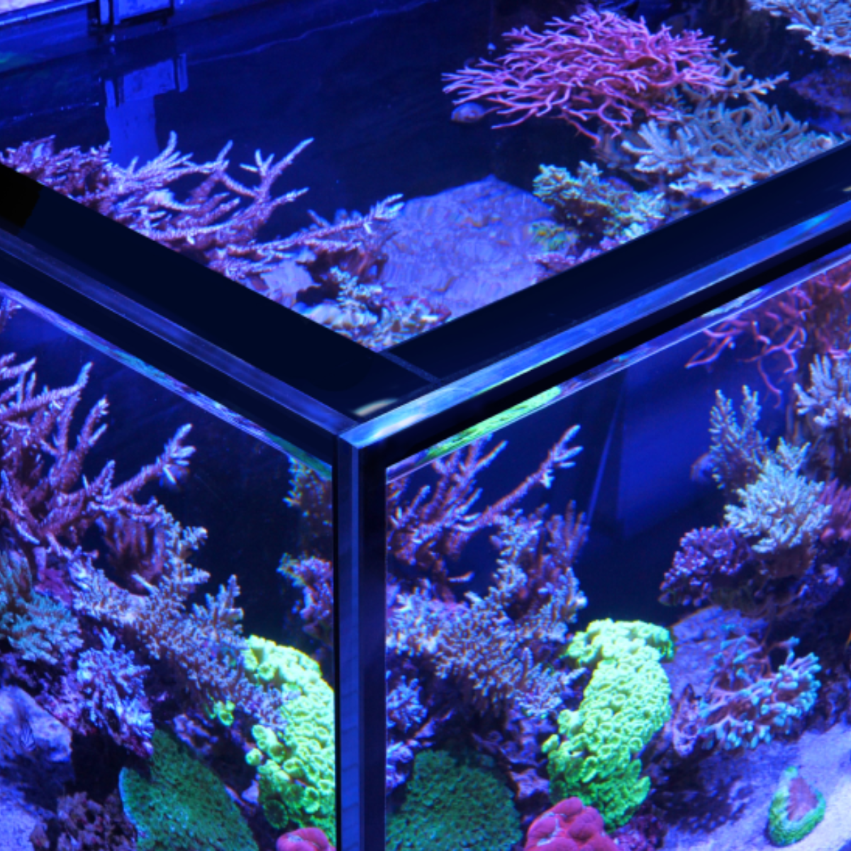 Red Sea Reef-Frame close-up of Eurobraced ultra-clear glass