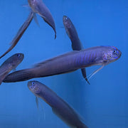 Blue Barred Ribbon Goby