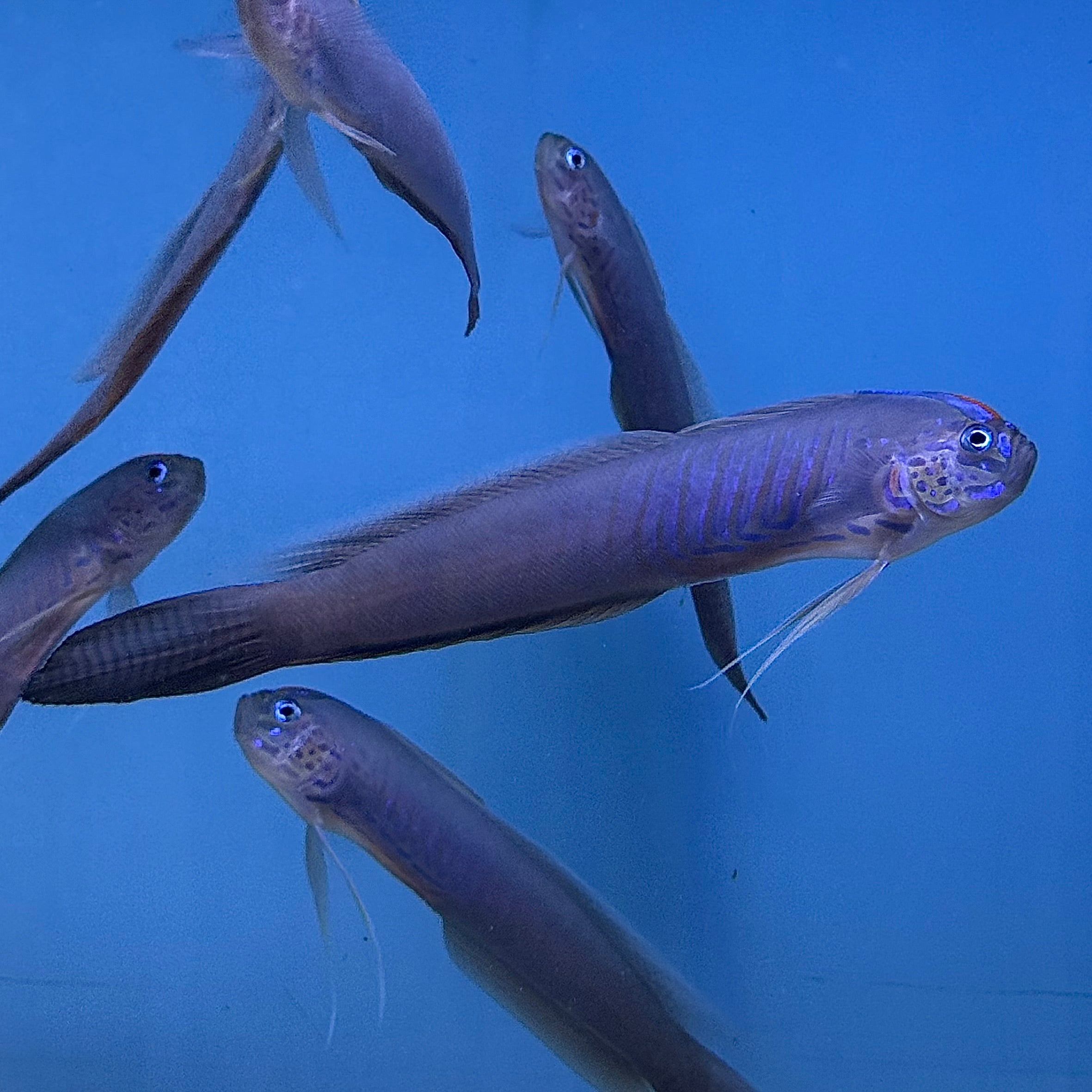 Blue Barred Ribbon Goby
