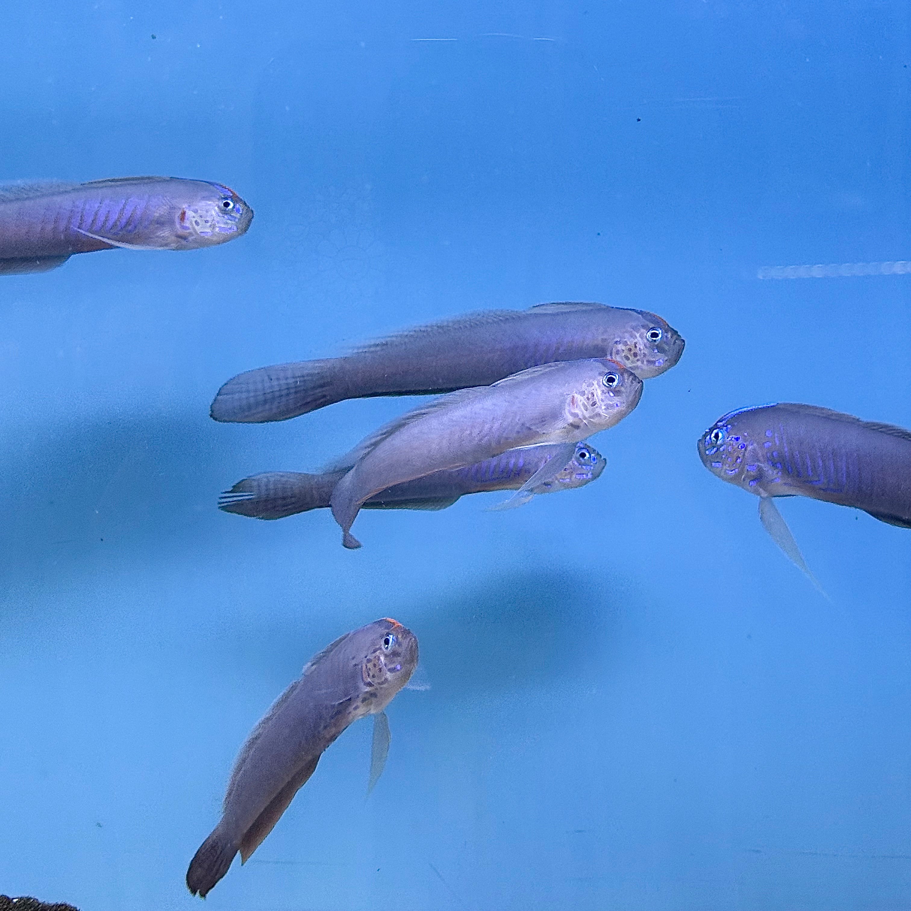 Blue Barred Ribbon Goby