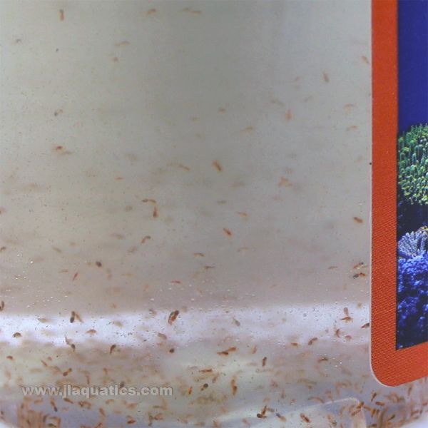 Reef Nutrition Tigger-Pods Live Copepods - 6oz