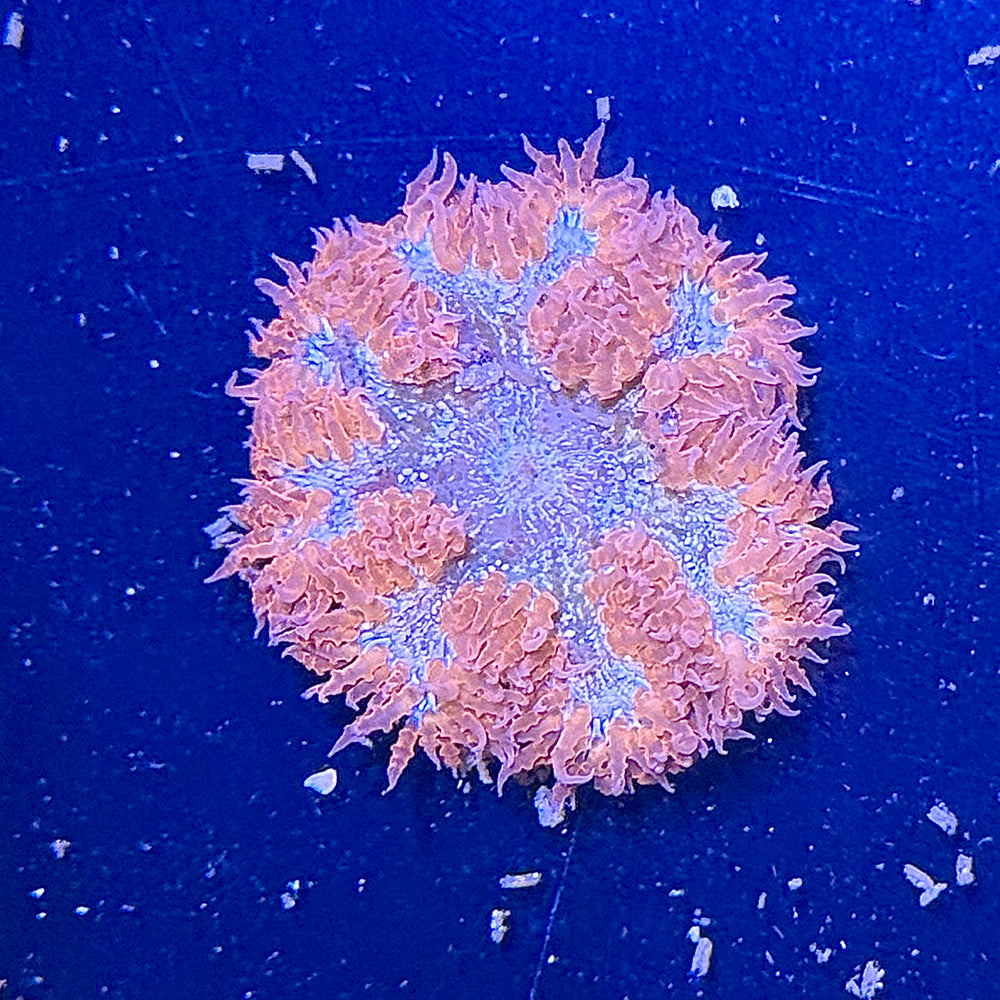 Rock Flower Anemone - Common
