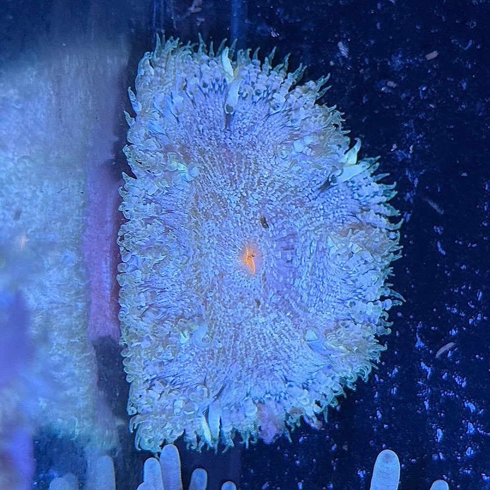 Rock Flower Anemone - Common