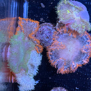 Rock Flower Anemone - Common