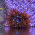 Bubble Anemone - Acid Rain (Asia Pacific)