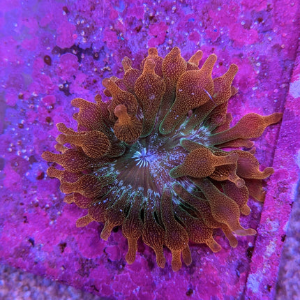 Bubble Anemone - Rose