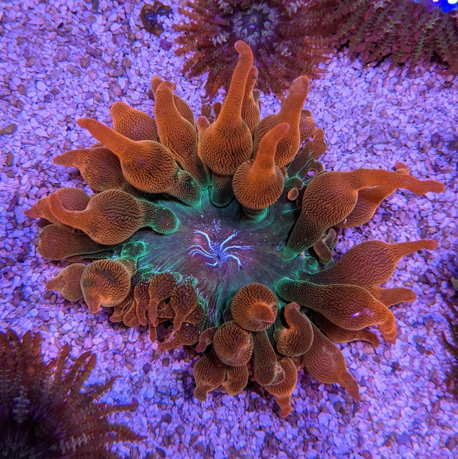 Bubble Anemone - Ultra