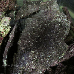 Real Reef Shelf Rock Artificial Live Rock