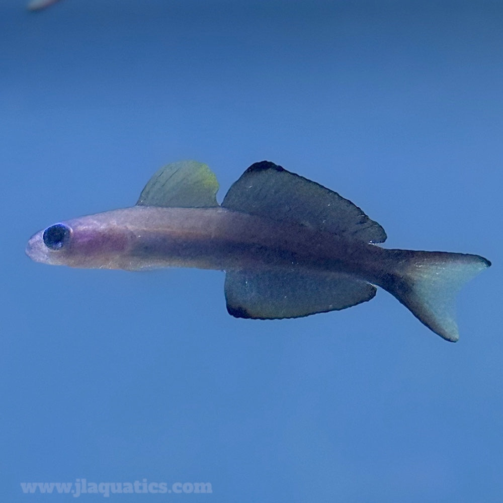 Scissortail Goby (Asia Pacific)