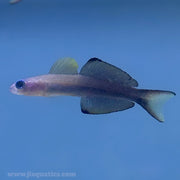 Scissortail Goby (Asia Pacific)
