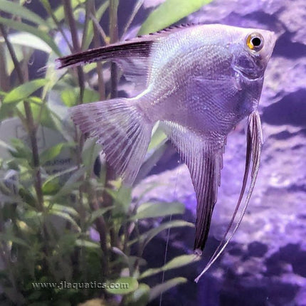 Bulgarian Seal Point Angelfish