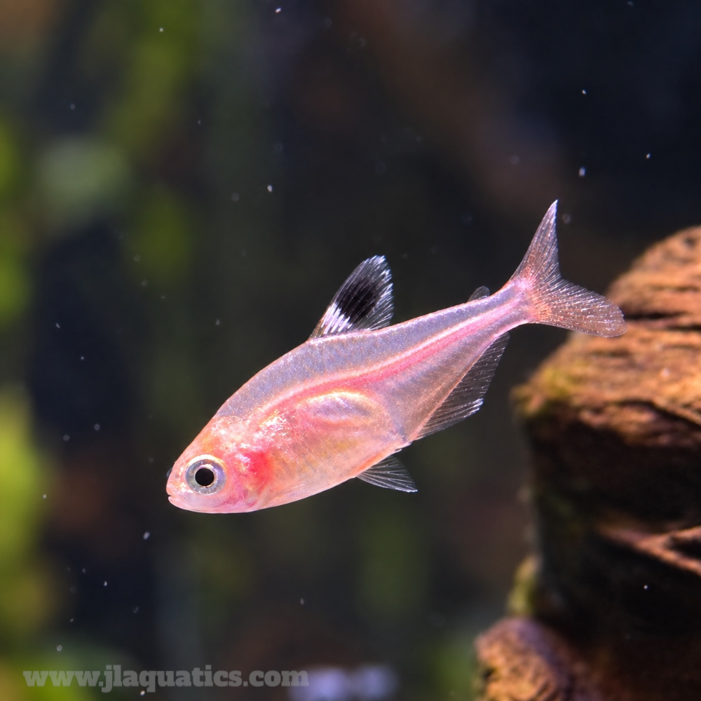 Serpae Tetra