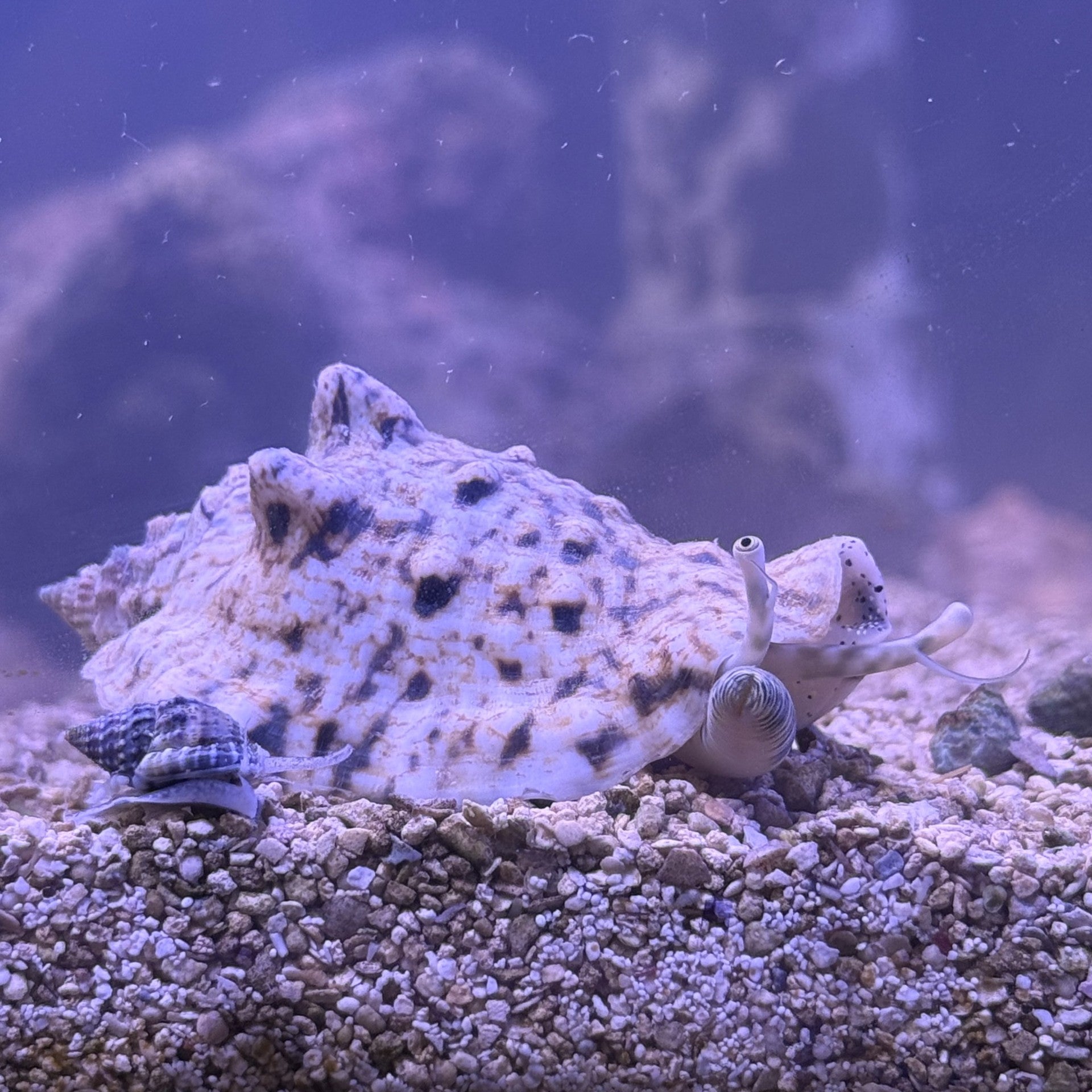 Silver Conch