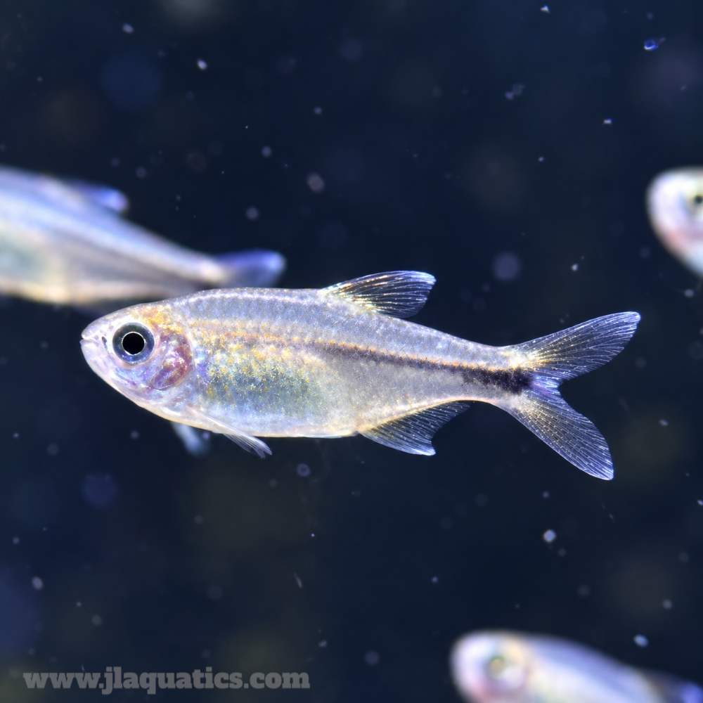 Silver Tip Tetra