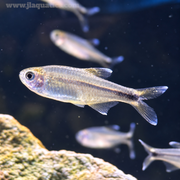 Silver Tip Tetra