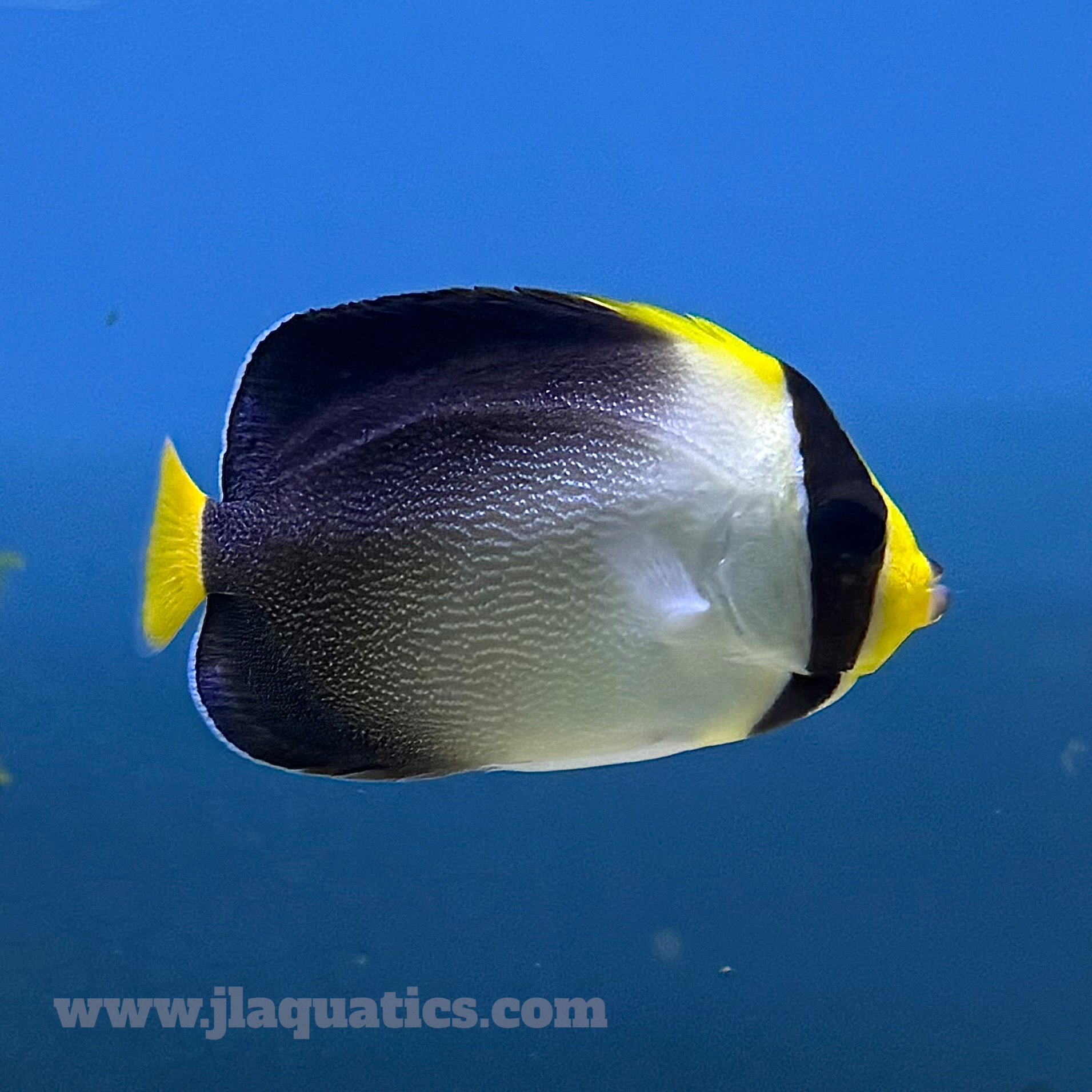 Singapore Angel (Asia Pacific)