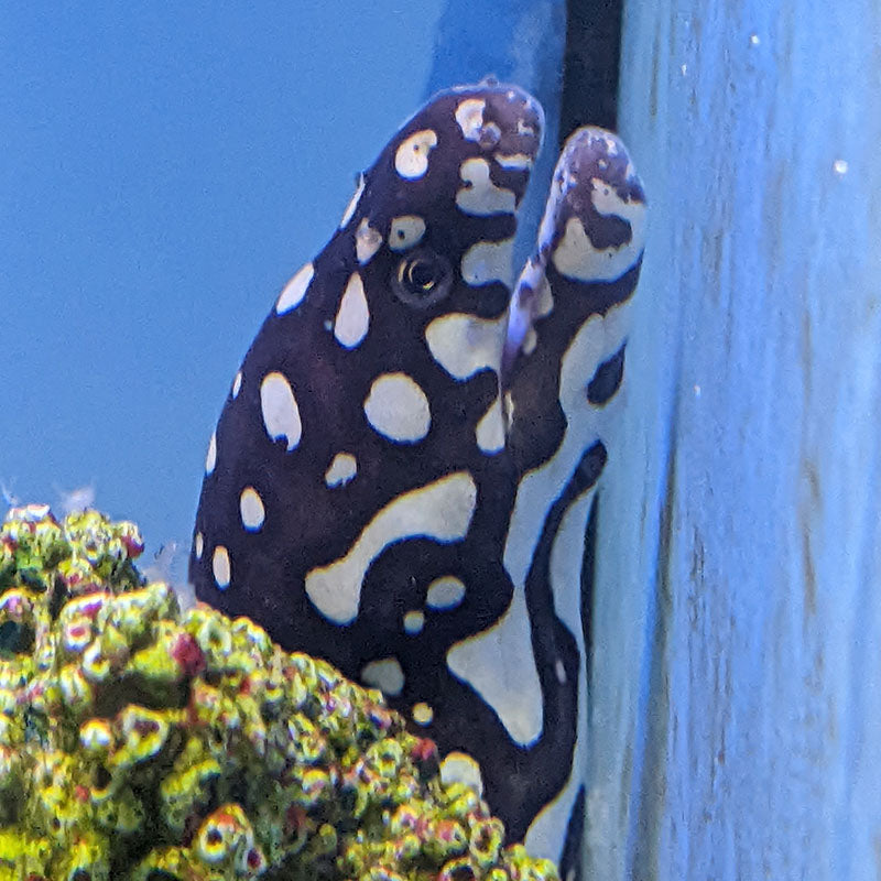 Skeletor Moray Eel
