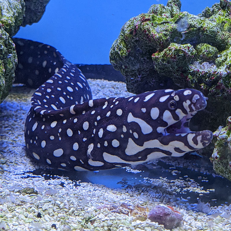 Skeletor Moray Eel