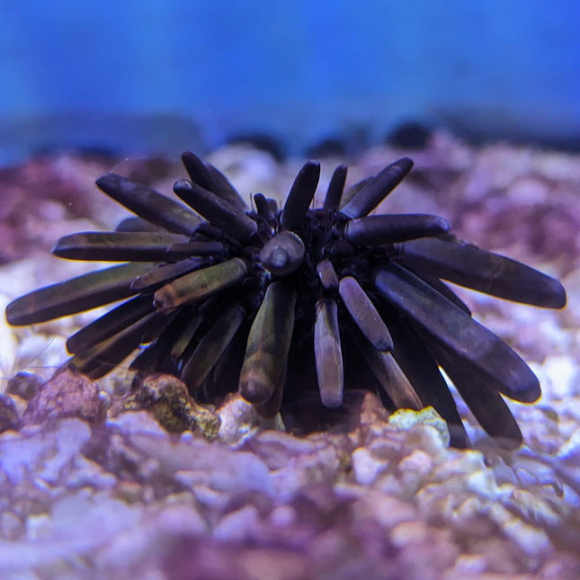Slate Pencil Urchin