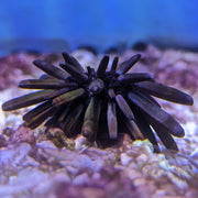 Slate Pencil Urchin